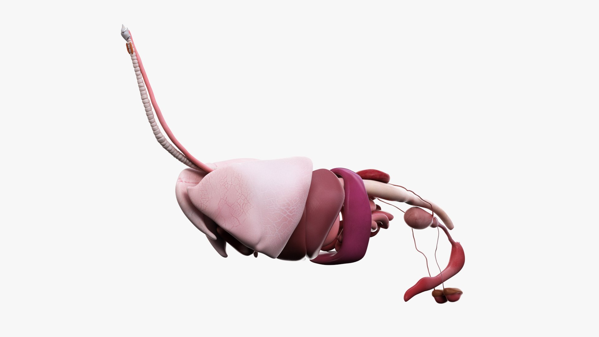 dog anatomy animation model https://p.turbosquid.com/ts-thumb/fm/3tOFkd/kRK1vf2W/ts_doganatomy_anatomy_organs_s0004/jpg/1571146639/1920x1080/fit_q87/54ad79d9a15b1ebb0bbb47eb647c73015d5eeb70/ts_doganatomy_anatomy_organs_s0004.jpg