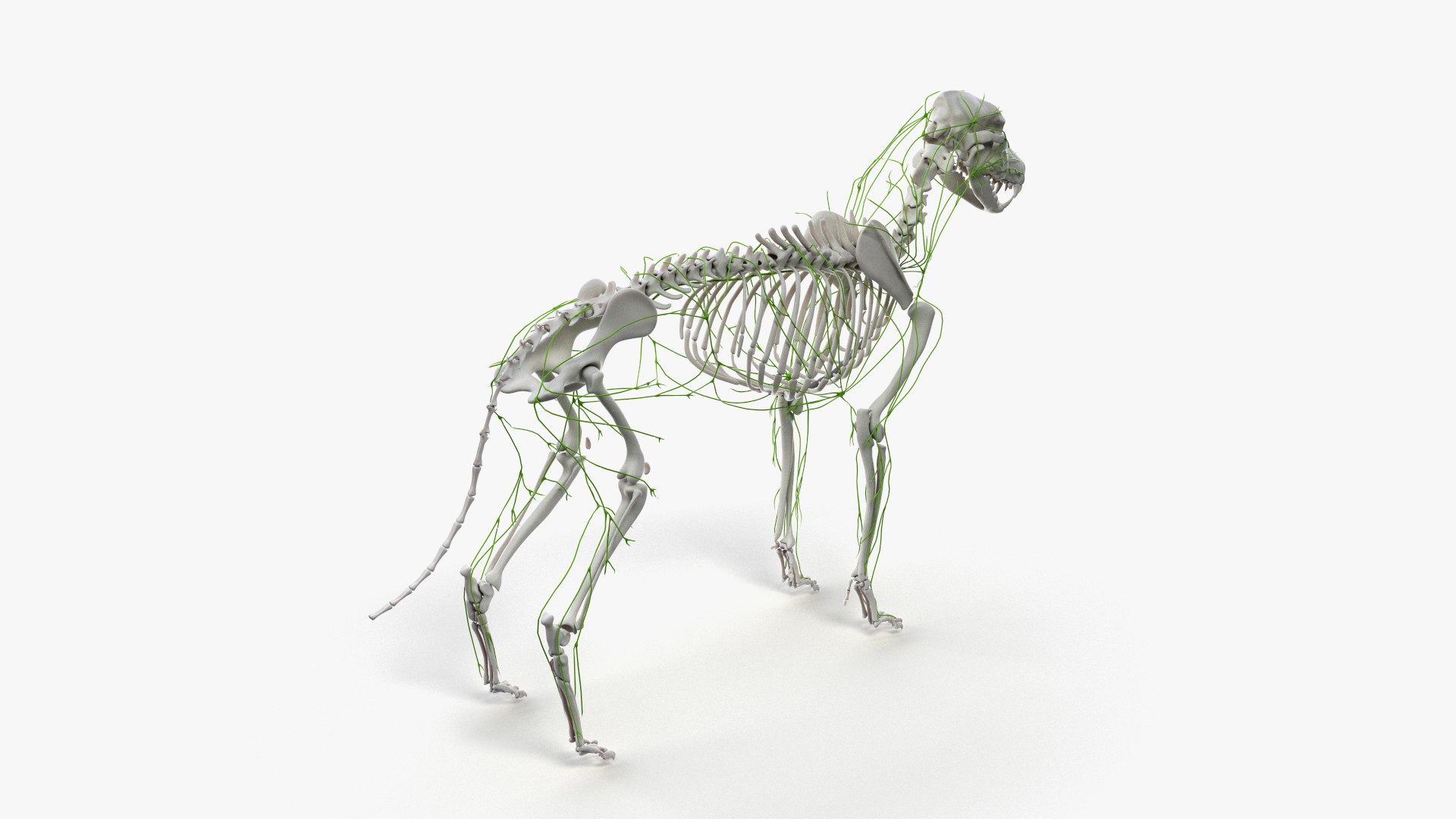 dog anatomy animation model https://p.turbosquid.com/ts-thumb/fm/3tOFkd/kaLjv61e/ts_doganatomy_anatomy_all_lymphatic0002/jpg/1571146529/1920x1080/fit_q87/57b286179b8b30b18dd49202f04e7eb4fcb5744a/ts_doganatomy_anatomy_all_lymphatic0002.jpg