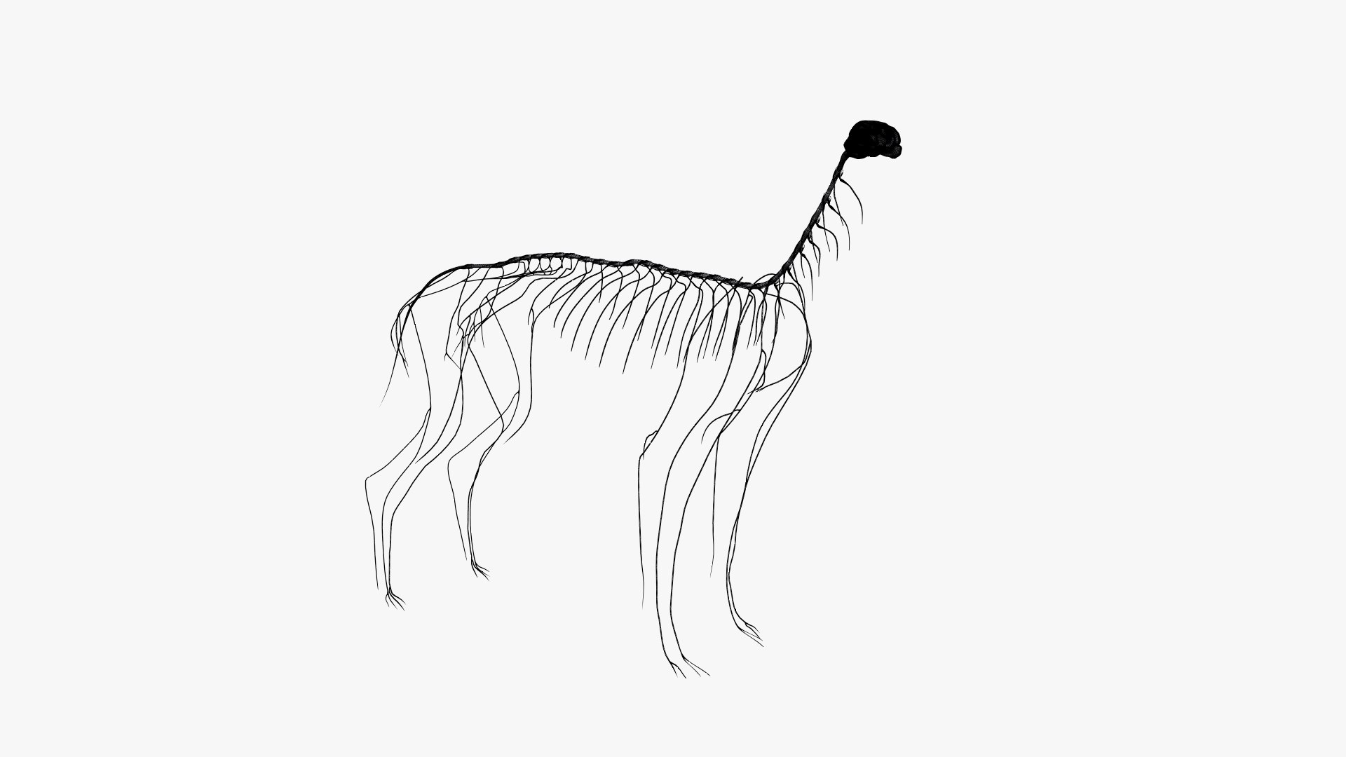 dog anatomy animation model https://p.turbosquid.com/ts-thumb/fm/3tOFkd/nQgDQUlZ/ts_doganatomy_anatomy_wire_nerves_s0000/jpg/1571147038/1920x1080/fit_q87/ed4407fd1374bb6c1142ebc44dee82ada0158d4d/ts_doganatomy_anatomy_wire_nerves_s0000.jpg