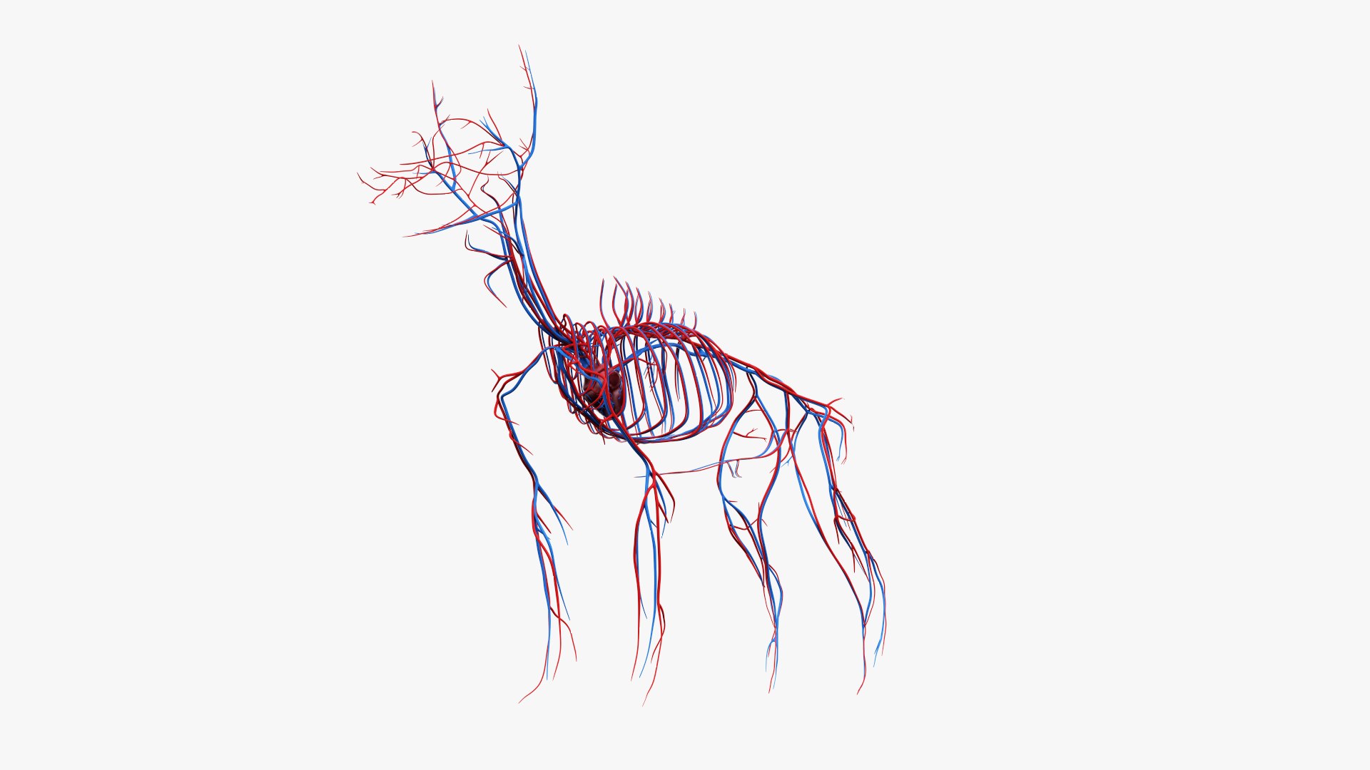 dog anatomy animation model https://p.turbosquid.com/ts-thumb/fm/3tOFkd/ncwv26BN/ts_doganatomy_anatomy_solo_vasc0004/jpg/1571146589/1920x1080/fit_q87/b1c37c5b9d06731a31b50011f54419ee5c10068b/ts_doganatomy_anatomy_solo_vasc0004.jpg