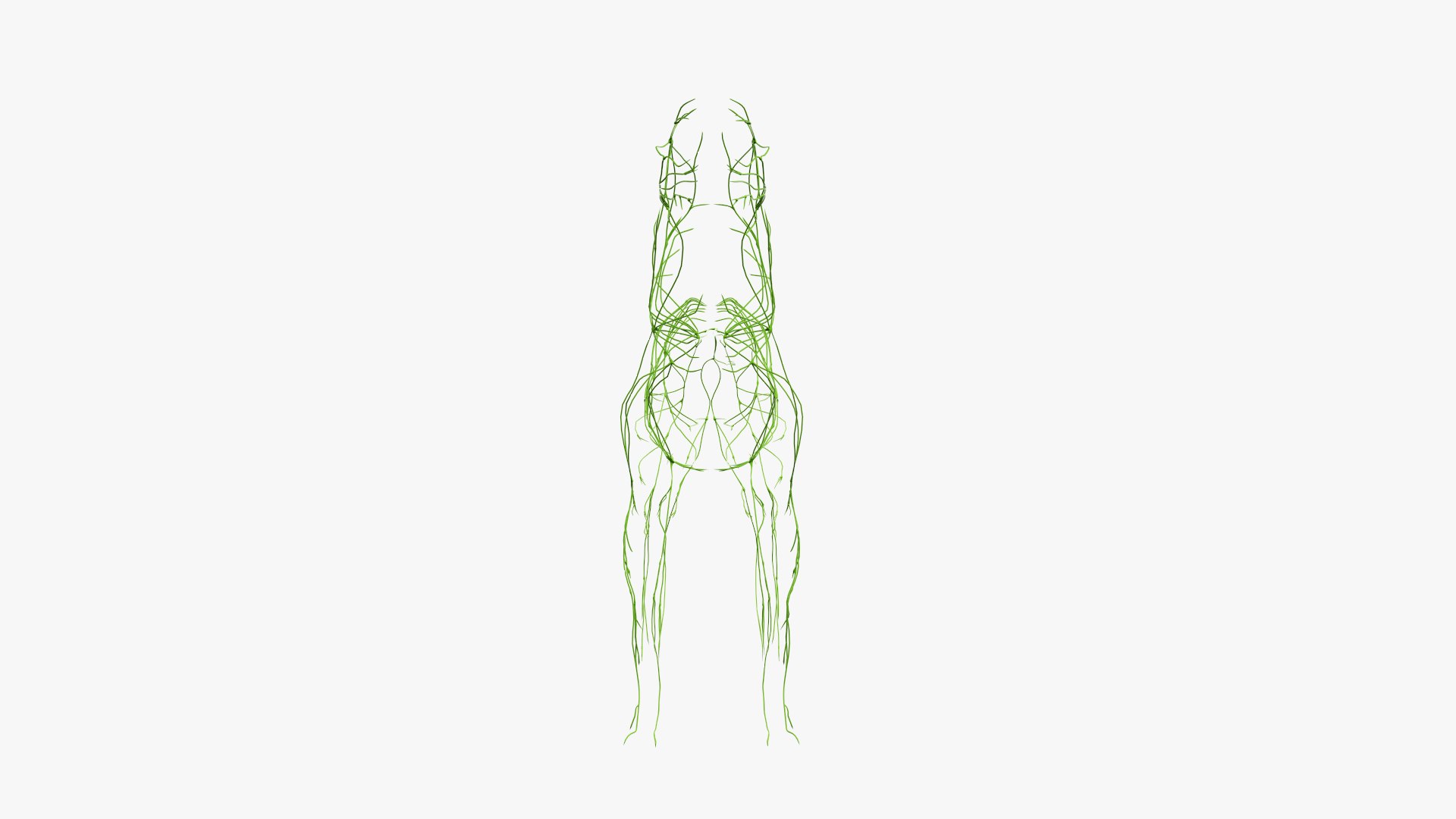 dog anatomy animation model https://p.turbosquid.com/ts-thumb/fm/3tOFkd/oBQwnfi1/ts_doganatomy_anatomy_solo_lymphatic0005/jpg/1571146529/1920x1080/fit_q87/f01f89ae1d89037942ae9270bf3b63bcf93f0006/ts_doganatomy_anatomy_solo_lymphatic0005.jpg
