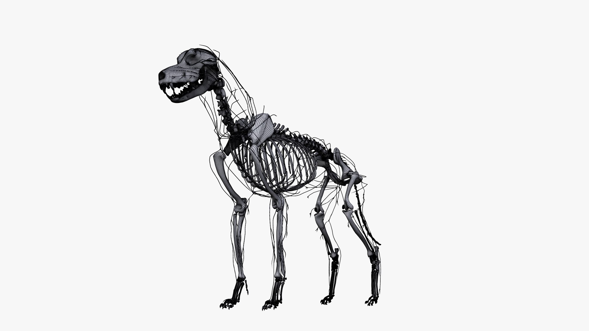 dog anatomy animation model https://p.turbosquid.com/ts-thumb/fm/3tOFkd/oE94tvun/ts_doganatomy_anatomy_wire_skel_lymph0004/jpg/1571147074/1920x1080/fit_q87/3915482059a4f01788dd610185e91af74fdfc7d4/ts_doganatomy_anatomy_wire_skel_lymph0004.jpg