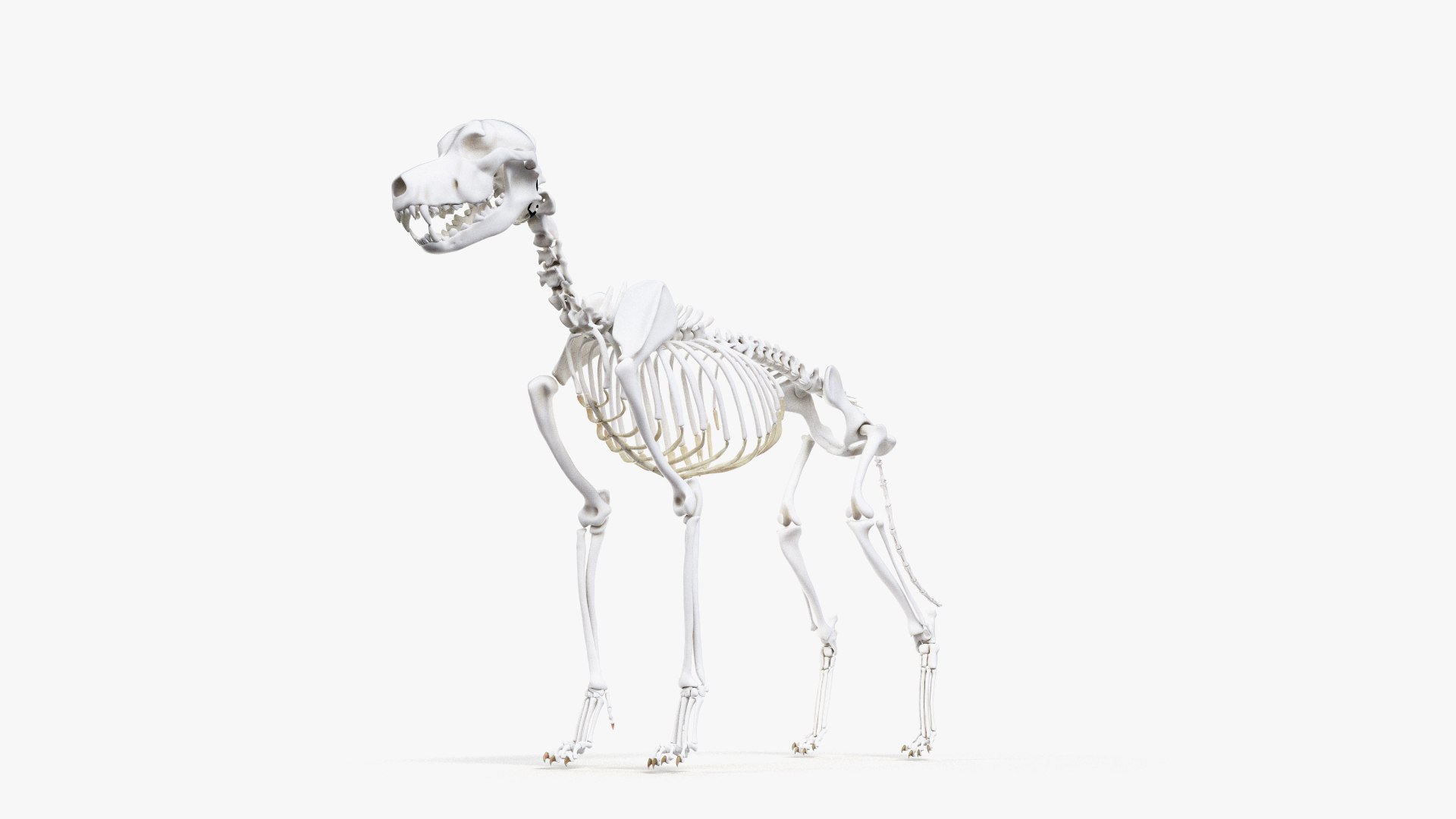 dog anatomy animation model https://p.turbosquid.com/ts-thumb/fm/3tOFkd/okFvCmqm/ts_doganatomy_skeleton0004/jpg/1571146403/1920x1080/fit_q87/bd773baeeb823e24b682d4d385021cd110af4c2c/ts_doganatomy_skeleton0004.jpg