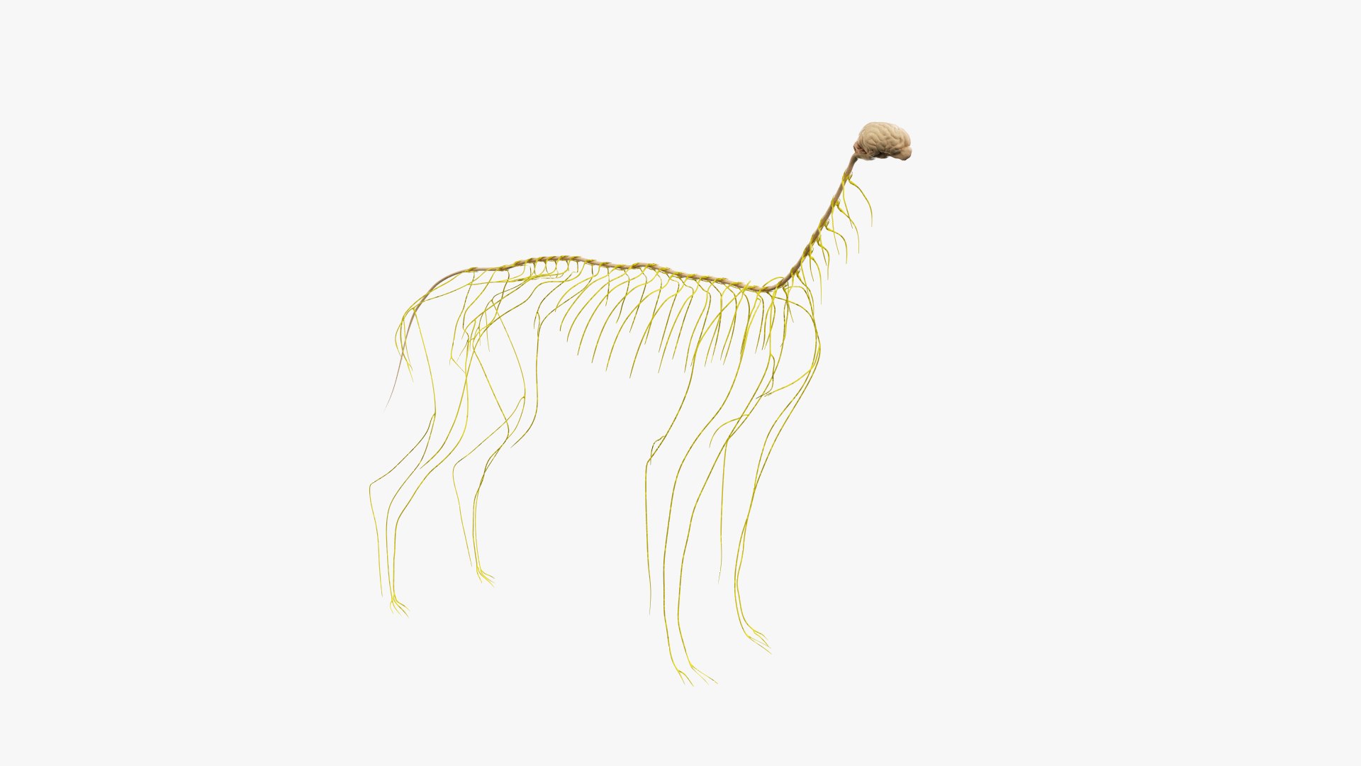 dog anatomy animation model https://p.turbosquid.com/ts-thumb/fm/3tOFkd/onRCYsDS/ts_doganatomy_anatomy_nerves_s0000/jpg/1571146495/1920x1080/fit_q87/797f842b0ab21af05827be7823ddecc3f3a686c6/ts_doganatomy_anatomy_nerves_s0000.jpg