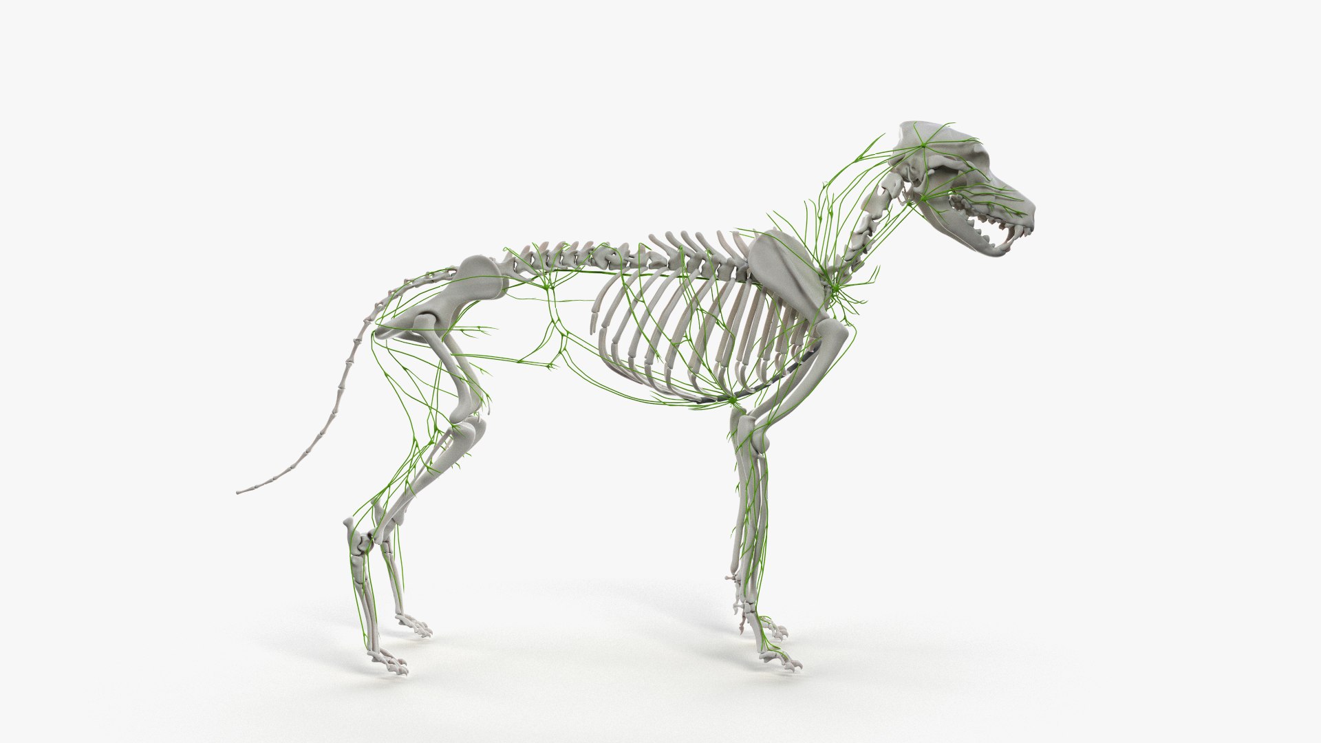 dog anatomy animation model https://p.turbosquid.com/ts-thumb/fm/3tOFkd/p0Nrd2LZ/ts_doganatomy_anatomy_all_lymphatic0001/jpg/1571146529/1920x1080/fit_q87/bdd2bde8a05227cf7b2d15973d0399e3f0e4e234/ts_doganatomy_anatomy_all_lymphatic0001.jpg