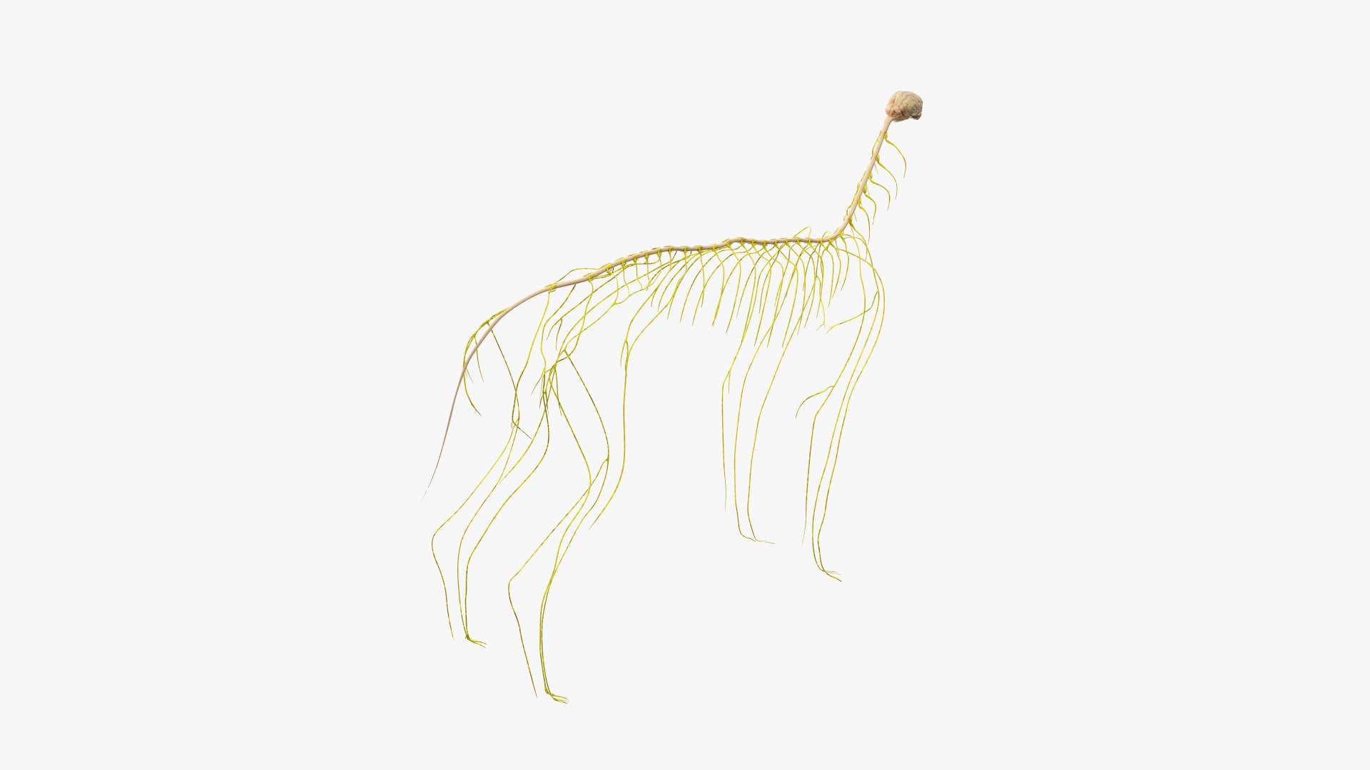 dog anatomy animation model https://p.turbosquid.com/ts-thumb/fm/3tOFkd/pKVrLPiK/ts_doganatomy_anatomy_nerves_s0002/jpg/1571146496/1920x1080/fit_q87/60dad604b00cd3b693a176020ebab786a19b3f29/ts_doganatomy_anatomy_nerves_s0002.jpg