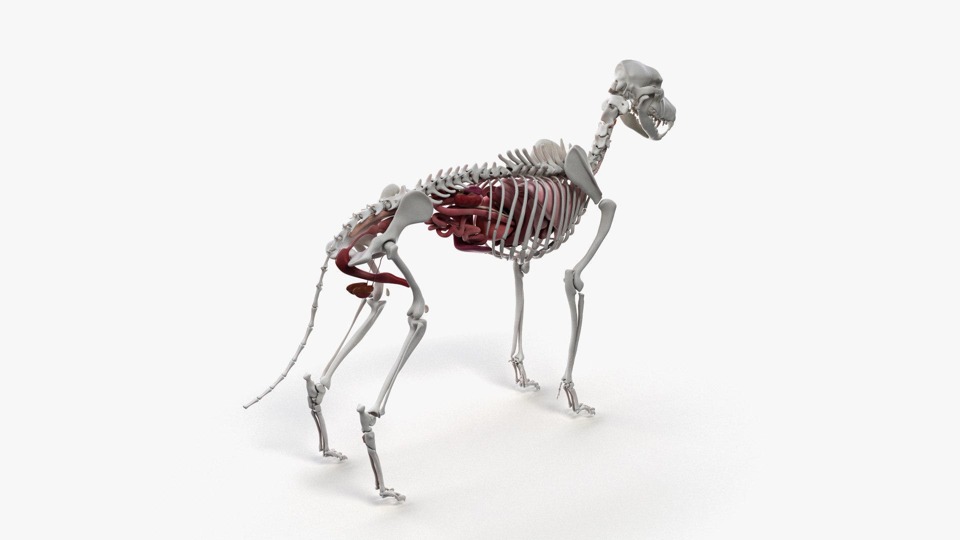 dog anatomy animation model https://p.turbosquid.com/ts-thumb/fm/3tOFkd/paVXvRsQ/ts_doganatomy_anatomy_all_organs0002/jpg/1571146754/1920x1080/fit_q87/65fbbbddf9d61ce99f1c181bd126c9357874327e/ts_doganatomy_anatomy_all_organs0002.jpg