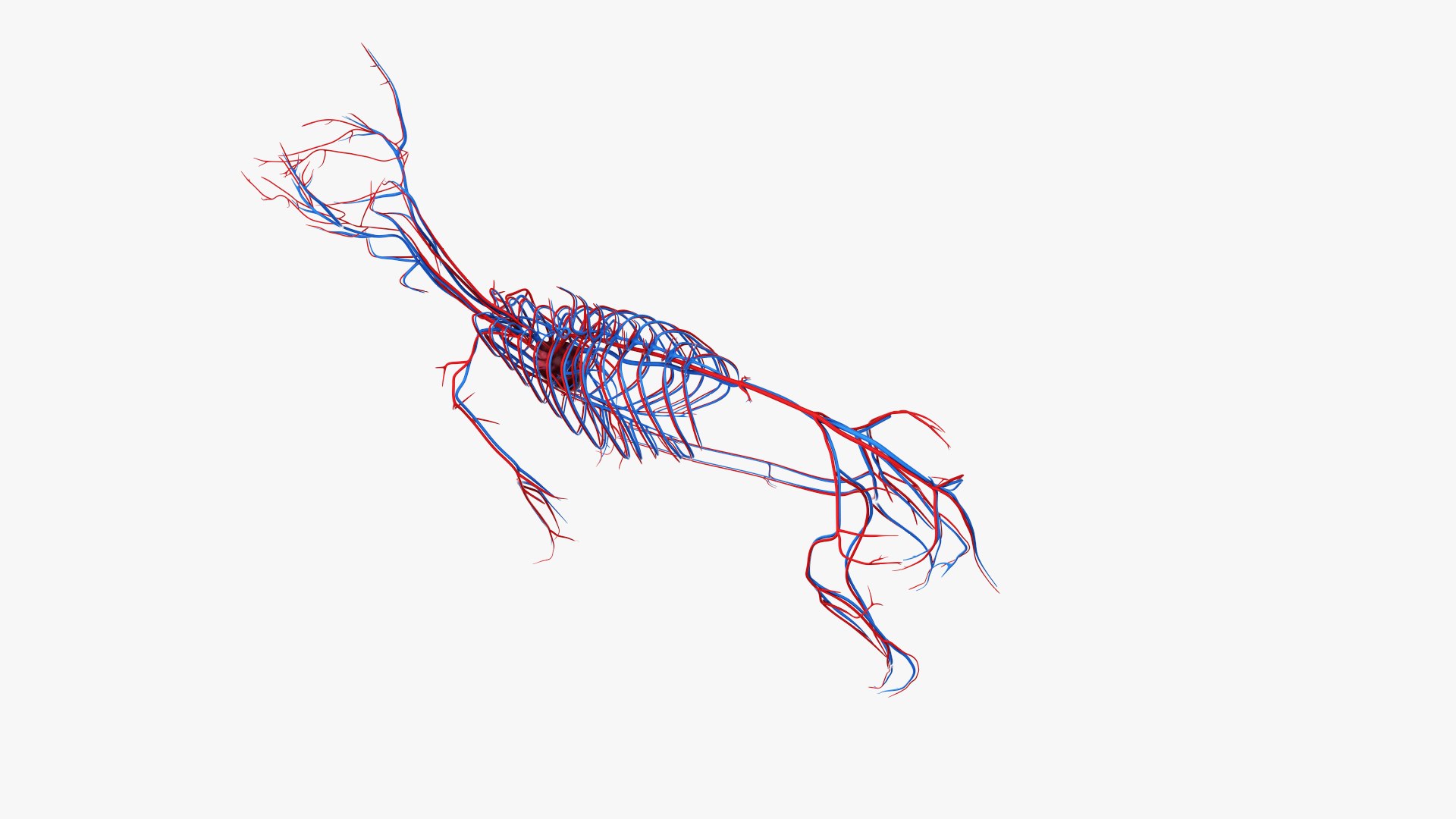 dog anatomy animation model https://p.turbosquid.com/ts-thumb/fm/3tOFkd/pvcjiSUo/ts_doganatomy_anatomy_solo_vasc0003/jpg/1571146589/1920x1080/fit_q87/8395db60ee40ec58c9884c96a34c14b6ab2f2360/ts_doganatomy_anatomy_solo_vasc0003.jpg