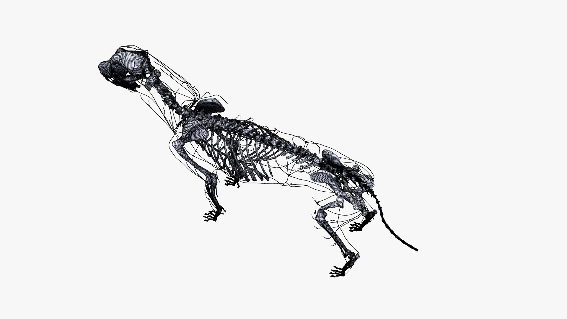 dog anatomy animation model https://p.turbosquid.com/ts-thumb/fm/3tOFkd/uum4iAhp/ts_doganatomy_anatomy_wire_skel_lymph0003/jpg/1571147074/1920x1080/fit_q87/417c4c7da3cb40679220a1847c528ad885c21b61/ts_doganatomy_anatomy_wire_skel_lymph0003.jpg