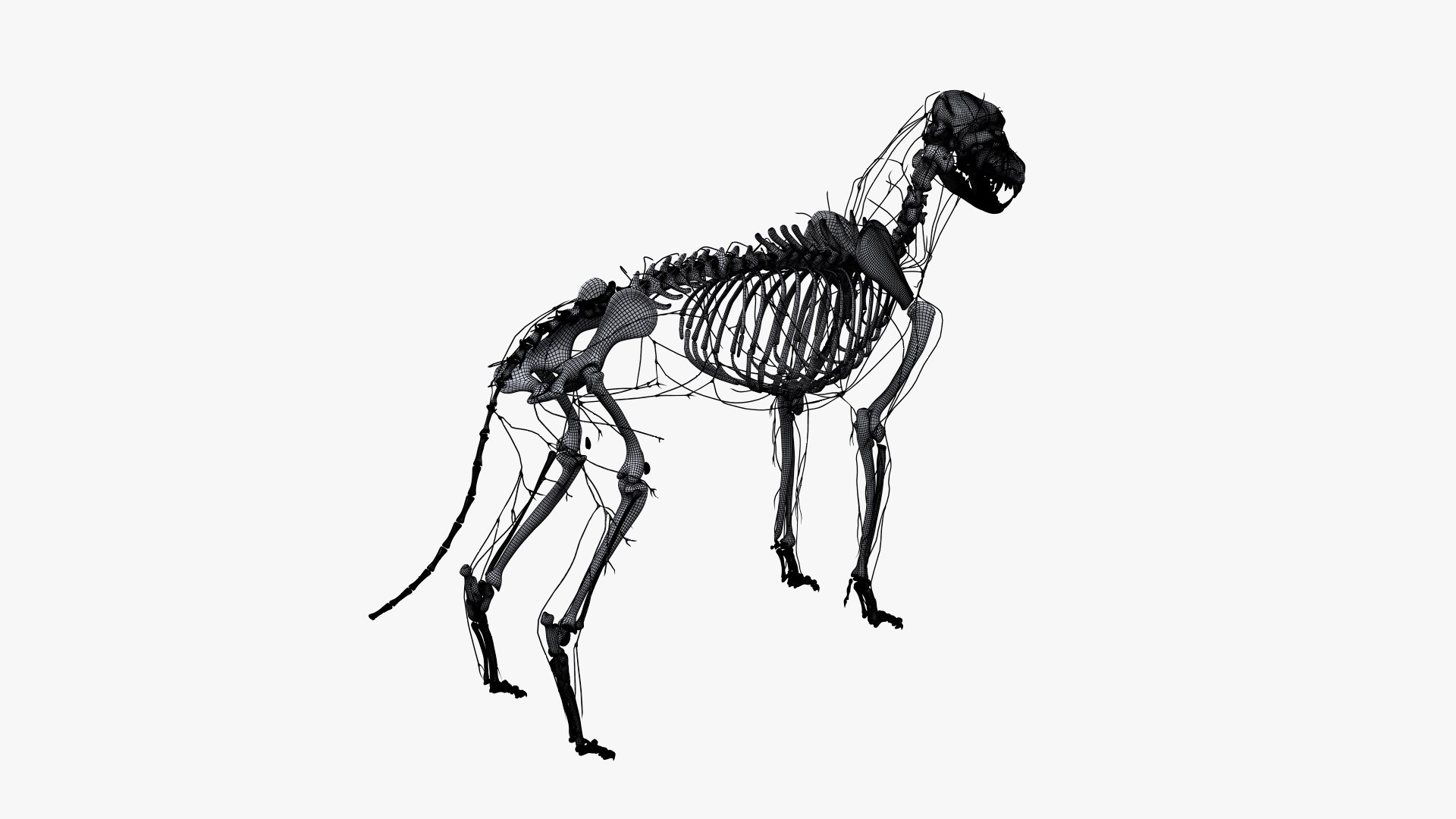 dog anatomy animation model https://p.turbosquid.com/ts-thumb/fm/3tOFkd/v2qnTUBi/ts_doganatomy_anatomy_wire_skel_lymph0002/jpg/1571147074/1920x1080/fit_q87/ca2049df39822e29b966ab0c2936a730af9ad1a0/ts_doganatomy_anatomy_wire_skel_lymph0002.jpg