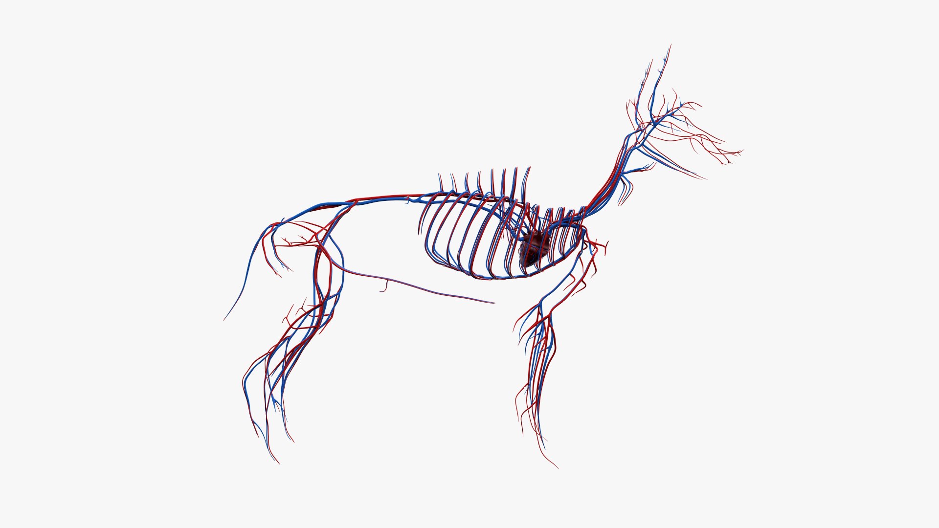 dog anatomy animation model https://p.turbosquid.com/ts-thumb/fm/3tOFkd/wEykgtUE/ts_doganatomy_anatomy_solo_vasc0001/jpg/1571146589/1920x1080/fit_q87/2f6fe06630f5848dd6e1db5597ca422e9981a5ad/ts_doganatomy_anatomy_solo_vasc0001.jpg