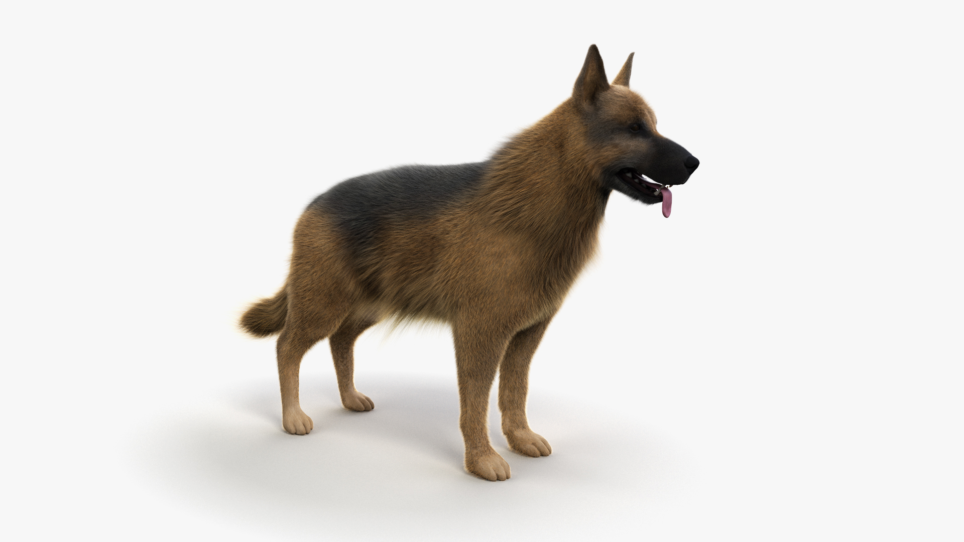 dog anatomy animation model https://p.turbosquid.com/ts-thumb/fm/3tOFkd/zAUKUZJf/ts_doganatomy_body_turntable/jpg/1571146061/1920x1080/turn_fit_q99/b77558b450be37541ddca795517078cf87746fb7/ts_doganatomy_body_turntable-1.jpg