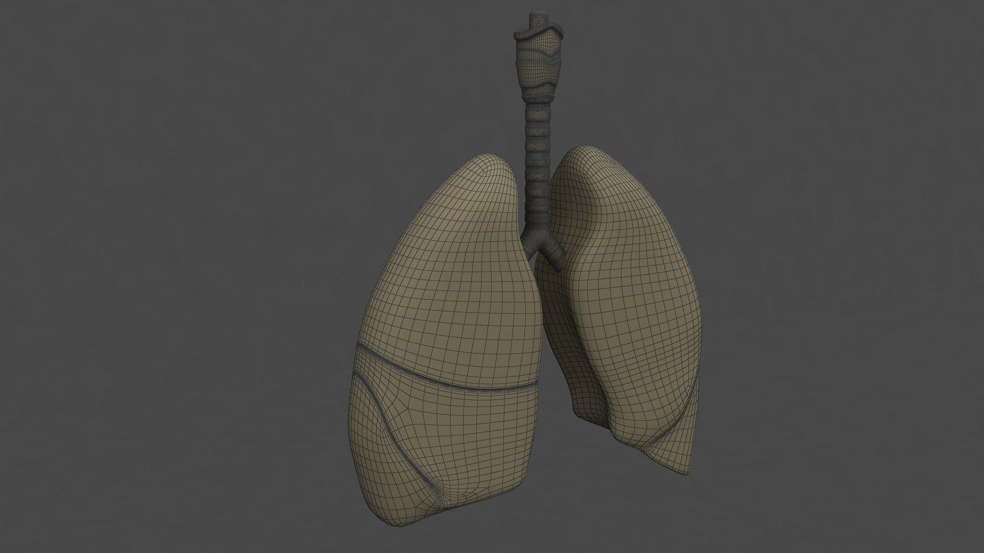 Lungs 3D - TurboSquid 2012943