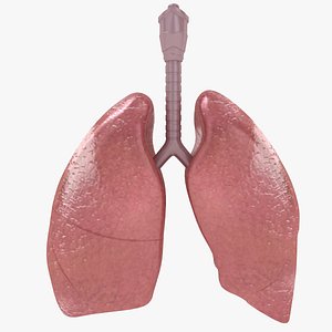 lungs 3D