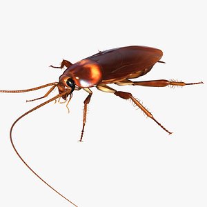 3d american cockroach - periplaneta