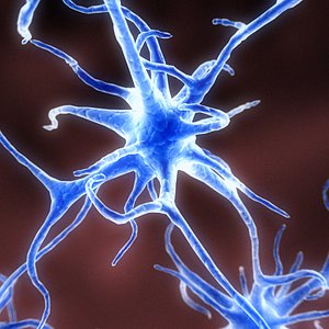 neuron network 3d model