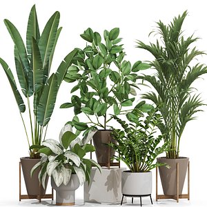 3D Plants collection 716