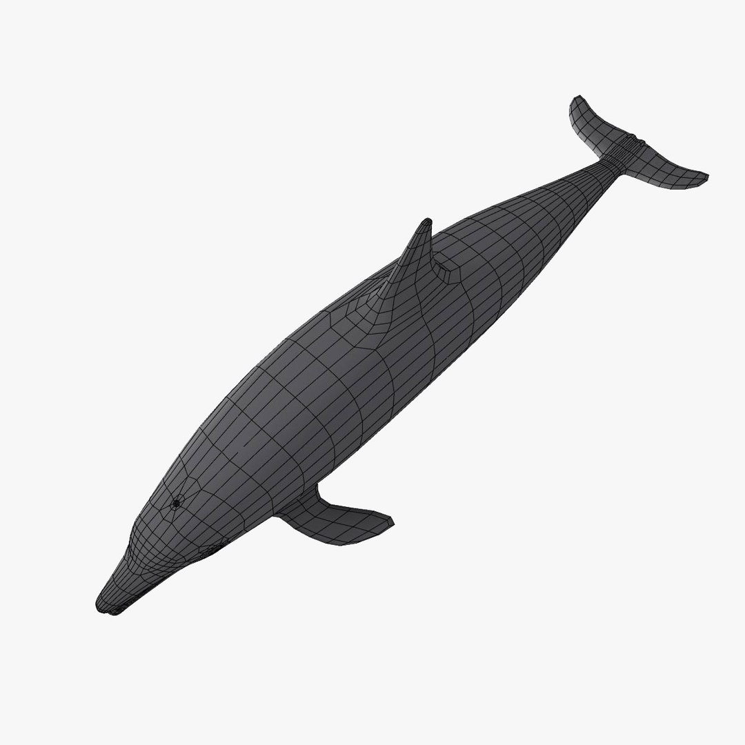 3d dolphin rigged model