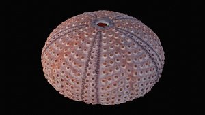 3D model shell sea urchin