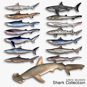 Shark Collection 3D model