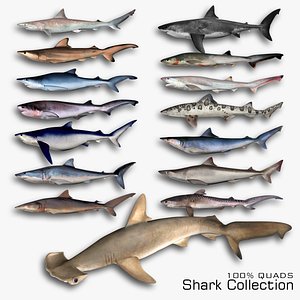Shark Collection