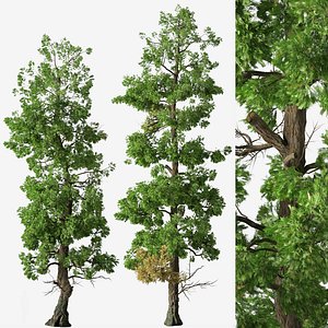 3D Set of Incense cedar or Calocedrus decurrens Trees