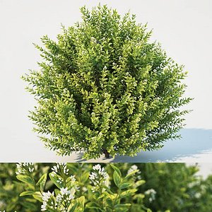 bush blossom 3D