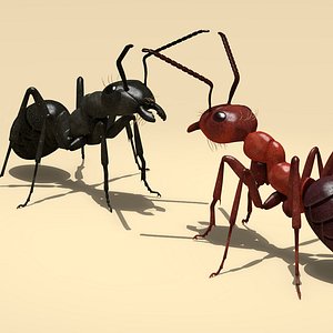 3D ant red black