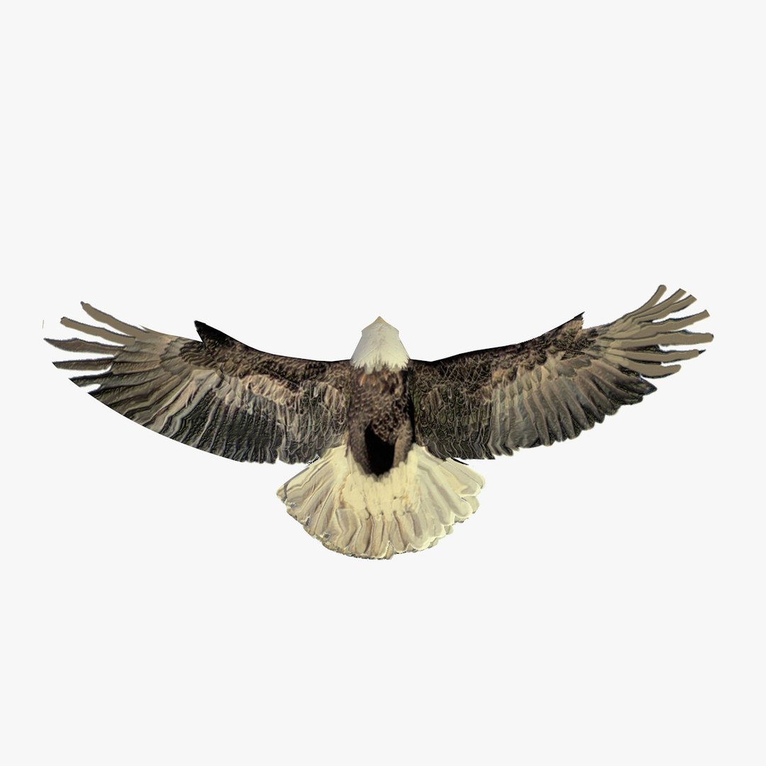 3d c4d flying grey eagle animation https://p.turbosquid.com/ts-thumb/fm/tM2DlI/7cSW6G70/greyeagleflyinganimated3/jpg/1462711028/1920x1080/fit_q87/838f3e0a3030e3e39668d9621f4cbd2f53fdd92d/greyeagleflyinganimated3.jpg