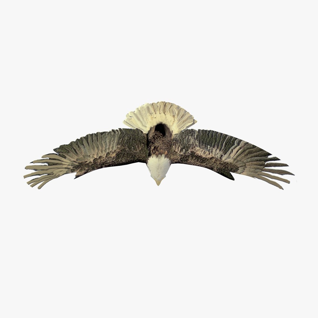 3d c4d flying grey eagle animation https://p.turbosquid.com/ts-thumb/fm/tM2DlI/CAsfXFBx/greyeagleflyinganimated5/jpg/1462711028/1920x1080/fit_q87/c8196dcd32a121405ea0931ecd4841106d788cc2/greyeagleflyinganimated5.jpg