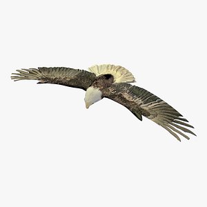 Grey Eagle Flying Animated