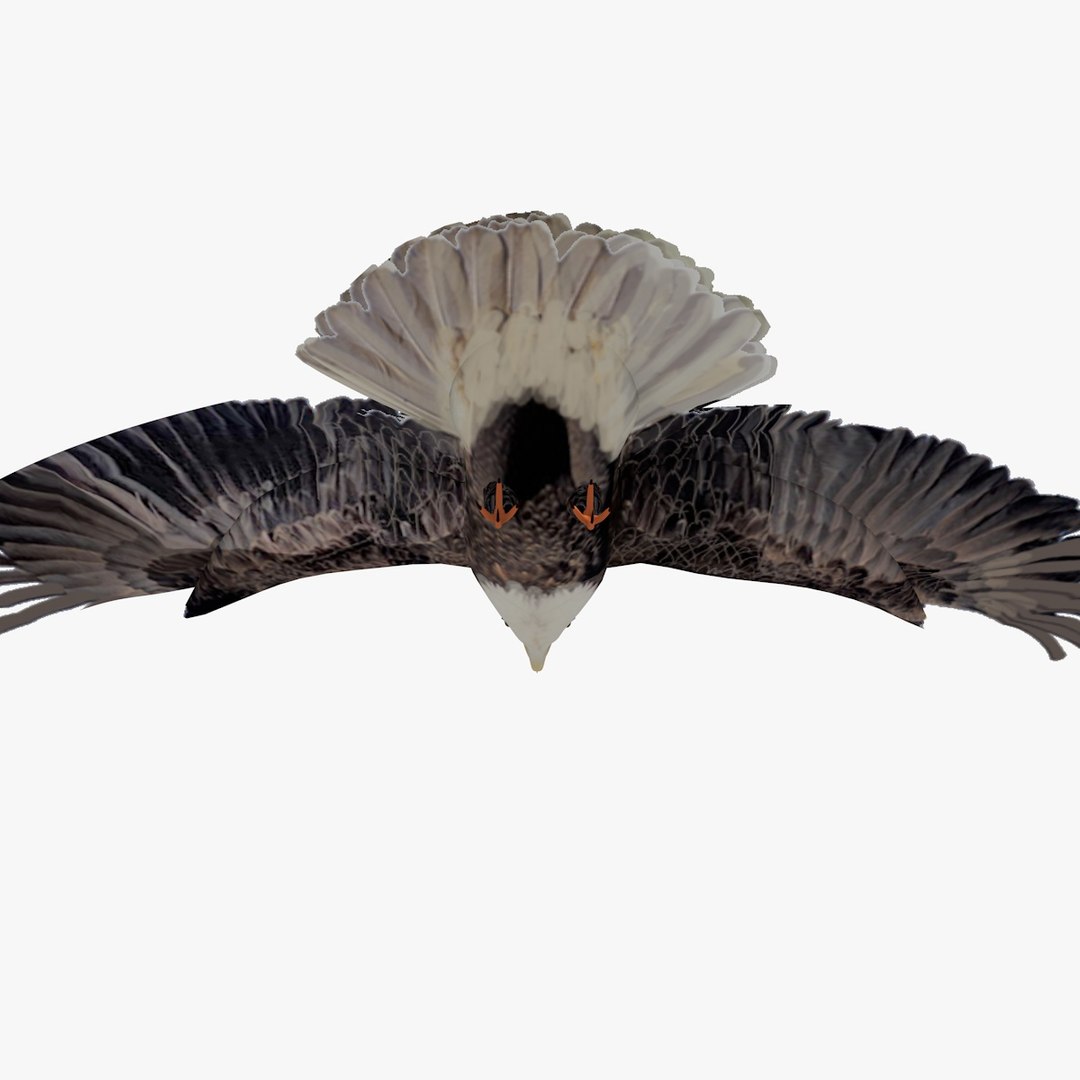 3d c4d flying grey eagle animation https://p.turbosquid.com/ts-thumb/fm/tM2DlI/Dq0WnYAl/greyeagleflyinganimated8/jpg/1462711029/1920x1080/fit_q87/1ff779875ac1fab27b176ca65d4c6d57836f5760/greyeagleflyinganimated8.jpg