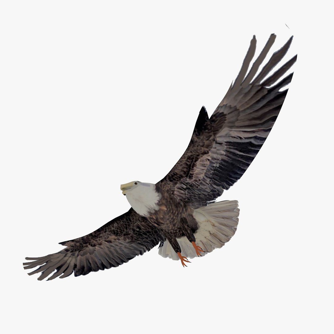 3d c4d flying grey eagle animation https://p.turbosquid.com/ts-thumb/fm/tM2DlI/LVsRNkp5/greyeagleflyinganimated10/jpg/1462711029/1920x1080/fit_q87/1c9be50042f0b161a48853cc0a46f8e89c528ed9/greyeagleflyinganimated10.jpg