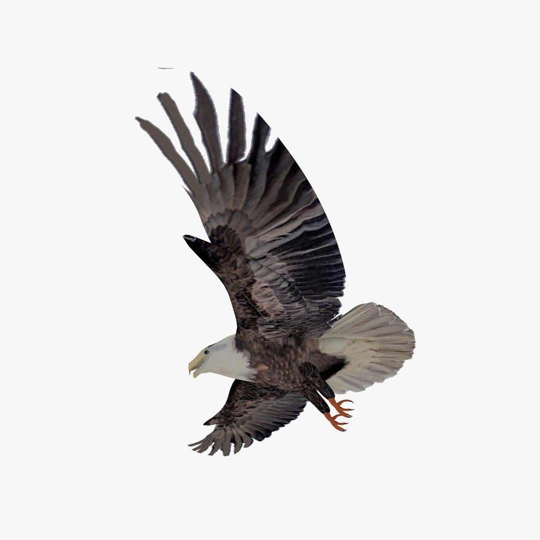 3d c4d flying grey eagle animation https://p.turbosquid.com/ts-thumb/fm/tM2DlI/b7SEQaoR/greyeagleflyinganimated7/jpg/1462711029/1920x1080/fit_q87/87e62ef5ffff8ad5af1ea0a386c9a94f654cab30/greyeagleflyinganimated7.jpg
