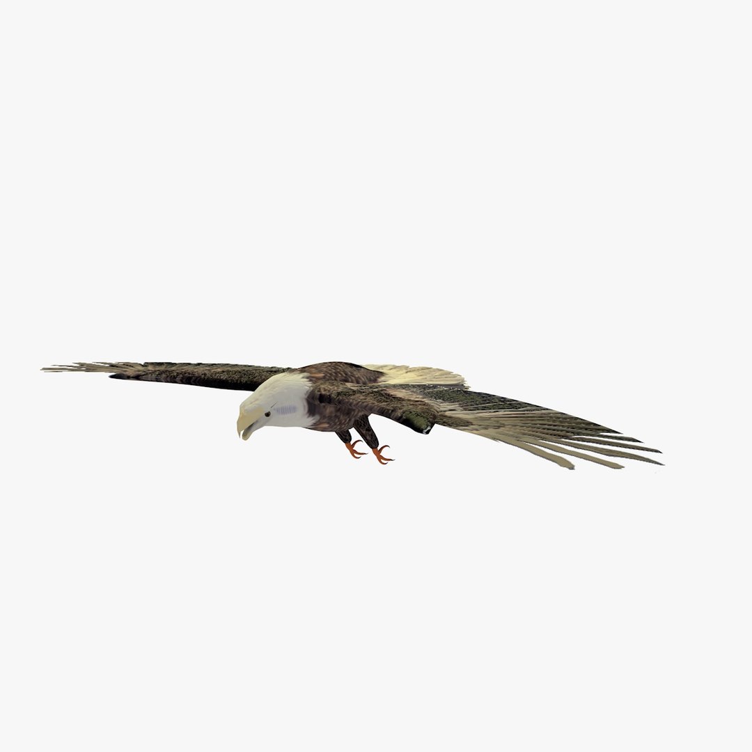 3d c4d flying grey eagle animation https://p.turbosquid.com/ts-thumb/fm/tM2DlI/xW4TxsSM/greyeagleflyinganimated4/jpg/1462711028/1920x1080/fit_q87/f8b44a754d9b9cd505ca31177193ef903da3b746/greyeagleflyinganimated4.jpg