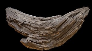 wood log old broken tree front part photogrammetry 3D model