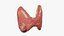 Thyroid cancer 3D model