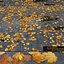 Feuilles d'automne (éparses)