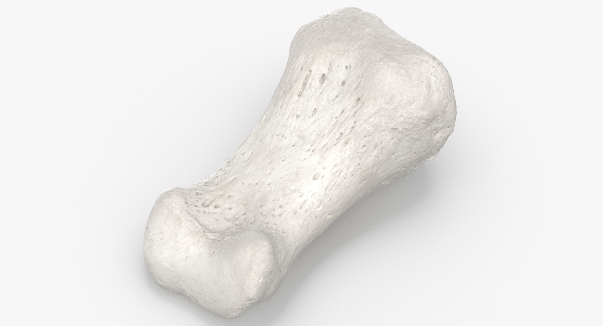 proximal phalanx bone big 3D model https://p.turbosquid.com/ts-thumb/fn/2mHwj8/3eabv0Je/proximal_phalanx_bone_of_big_toe_01_white_thumbnail_0002/jpg/1590143168/1920x1080/fit_q87/f630666abc12be4a1b4216b59b7c04f947b181ce/proximal_phalanx_bone_of_big_toe_01_white_thumbnail_0002.jpg