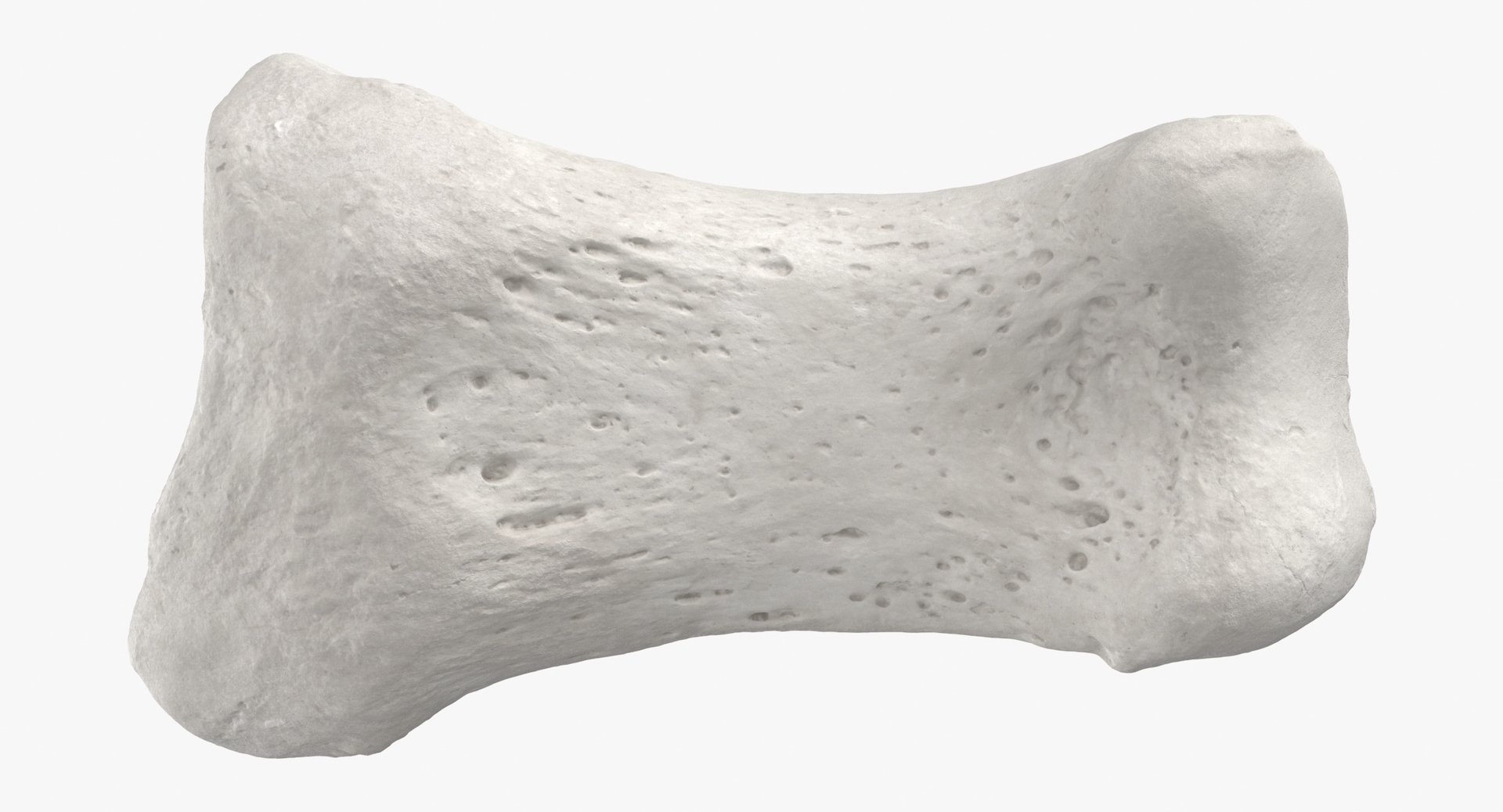 proximal phalanx bone big 3D model https://p.turbosquid.com/ts-thumb/fn/2mHwj8/JwNmZU09/0000/jpg/1590143247/1920x1080/turn_fit_q99/2d3ccdbfd04d016c446db42ff423b15b010b9deb/0000-1.jpg