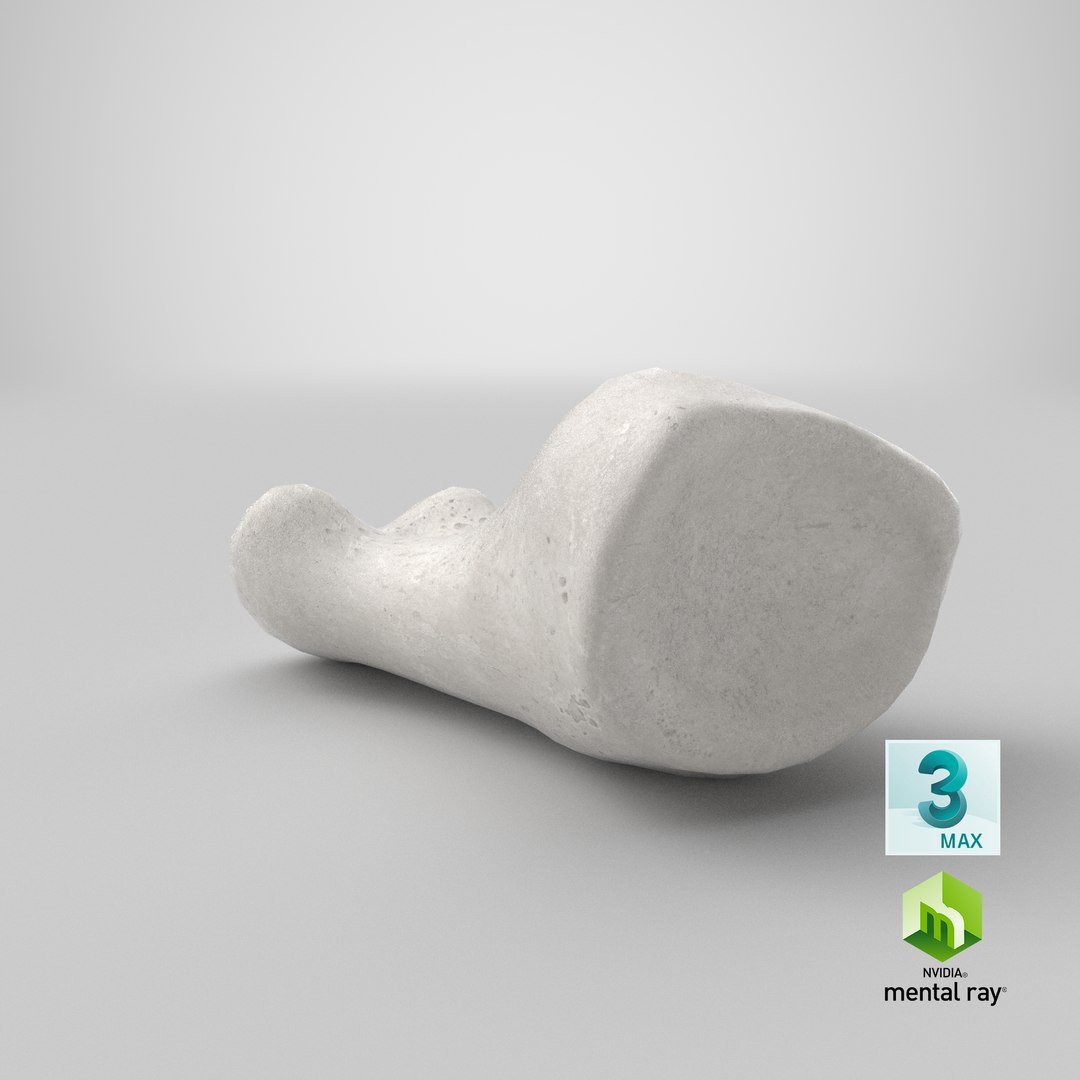 proximal phalanx bone big 3D model https://p.turbosquid.com/ts-thumb/fn/2mHwj8/OAtKyvPz/stemcell_max_mental_ray_render/png/1592469255/1920x1080/fit_q87/090819796e2ef4fcbd5014ac317e0cee050532f6/stemcell_max_mental_ray_render.jpg