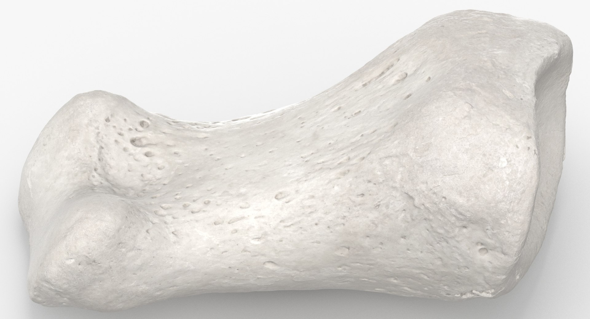 proximal phalanx bone big 3D model https://p.turbosquid.com/ts-thumb/fn/2mHwj8/hLngs7IQ/proximal_phalanx_bone_of_big_toe_01_white_thumbnail_0004/jpg/1590143168/1920x1080/fit_q87/00c96c1f4a78031b012e14f97774e9f61dc38cb7/proximal_phalanx_bone_of_big_toe_01_white_thumbnail_0004.jpg