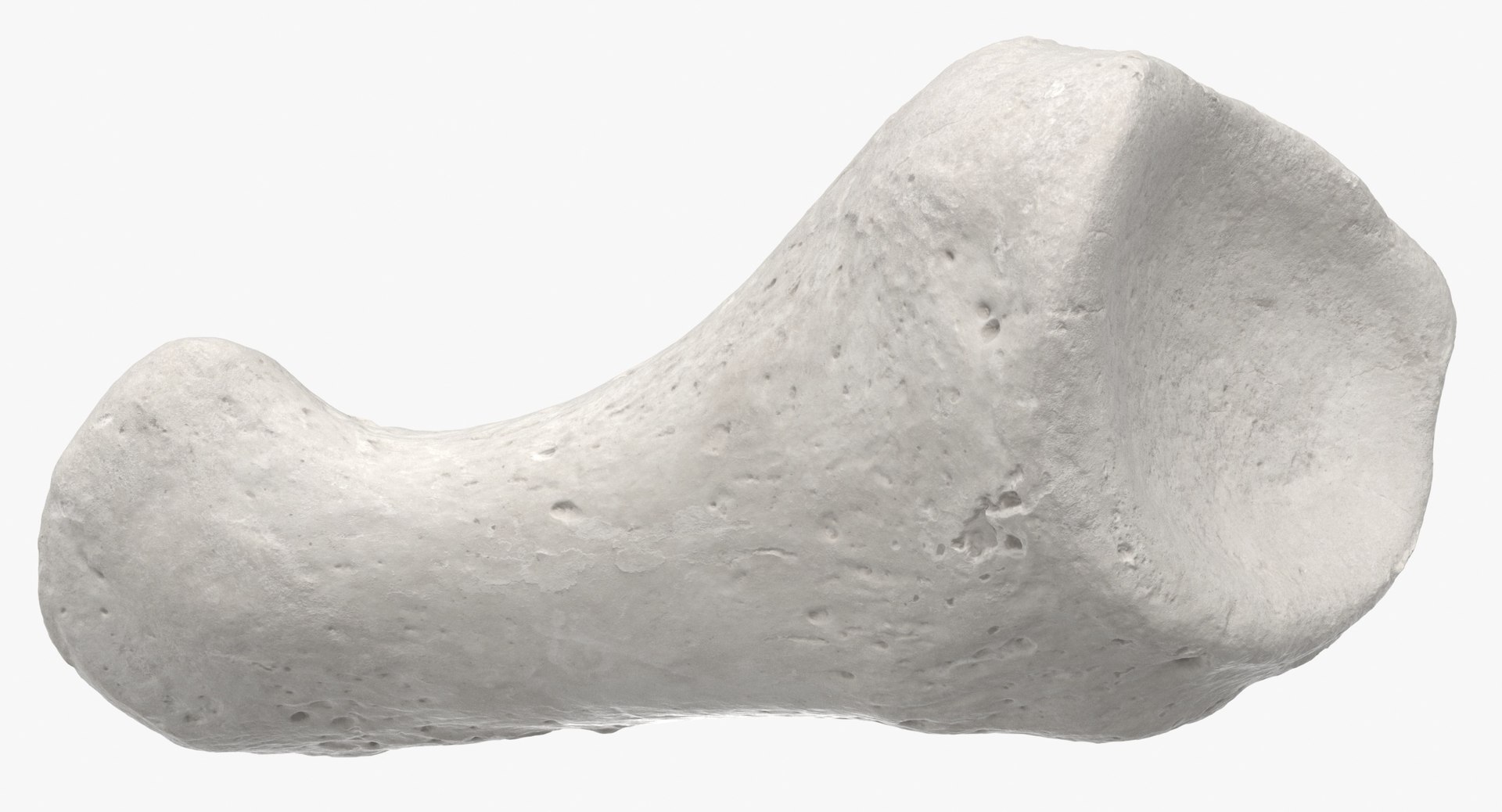 proximal phalanx bone big 3D model https://p.turbosquid.com/ts-thumb/fn/2mHwj8/nwzRk1Kh/proximal_phalanx_bone_of_big_toe_01_white_thumbnail_0008/jpg/1590143169/1920x1080/fit_q87/37126399f54b39a458003c248bac590101cc06c8/proximal_phalanx_bone_of_big_toe_01_white_thumbnail_0008.jpg