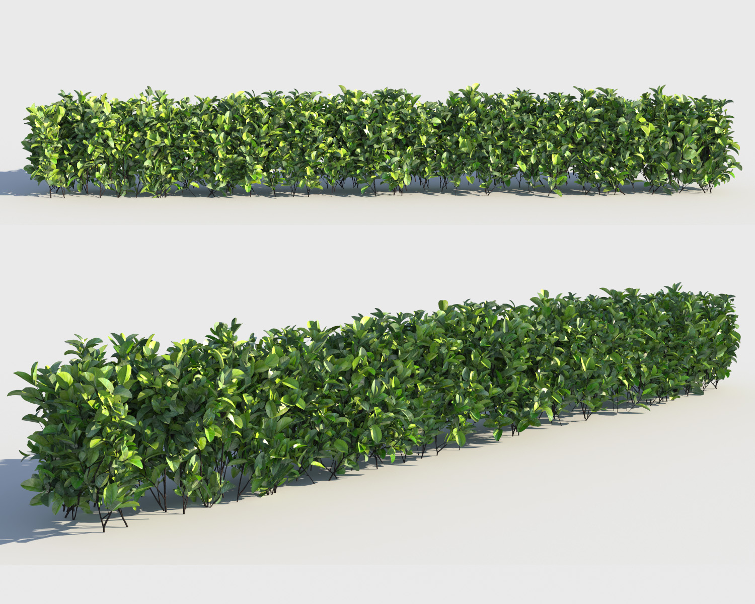 3D exotic shrubs hedges - TurboSquid 1196177