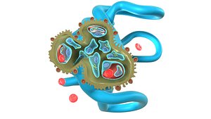 Glomerulus
