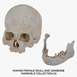 Human Female Skull and Jawbone Mandible Collection 01 - 2 models RAW Scans 3D