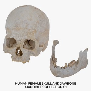 Human Female Skull and Jawbone Mandible Collection 01 - 2 models RAW Scans