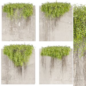Collection plant vol 504- fitowall - ivy - concrete model