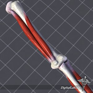 human elbow bone 3d model