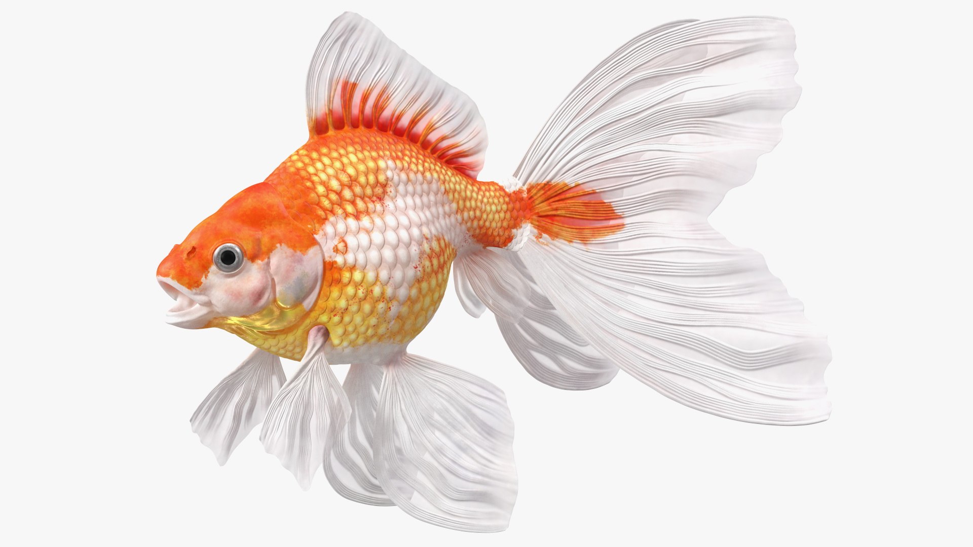 Goldfish Aquarium Fish 3D model preview